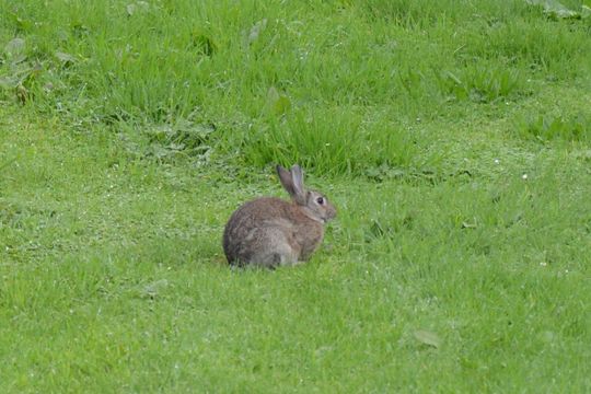 Image of Oryctolagus cuniculus cuniculus (Linnaeus 1758)
