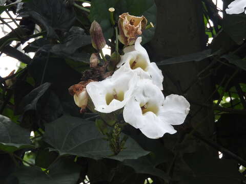 Image of Bengal clock vine