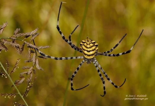 18.https www inaturalist org photos 3485143.580x360