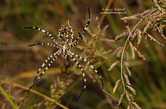 18.https www inaturalist org photos 3485144.580x360