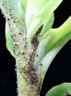 Image of Banana aphid