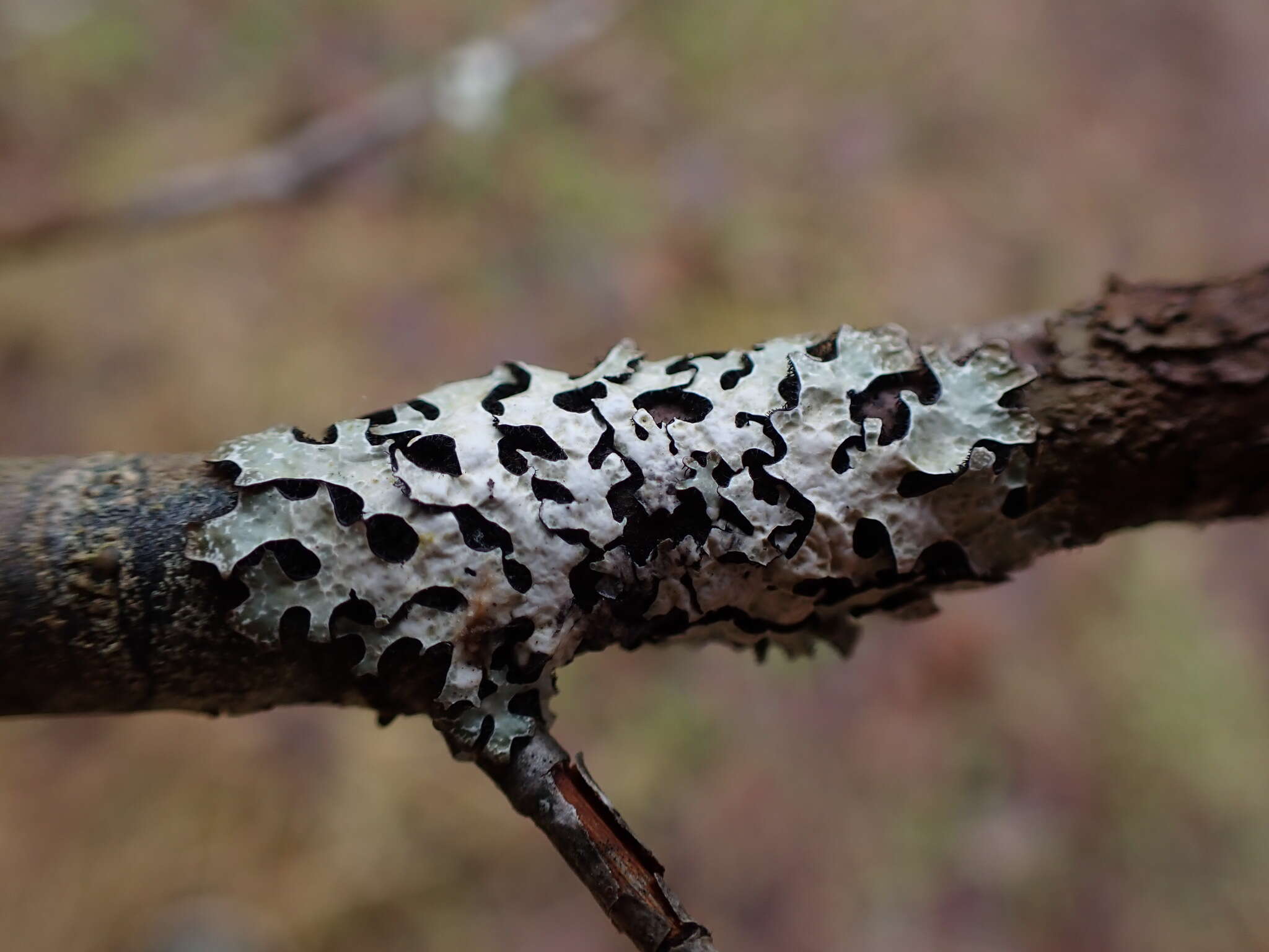 Image of Hammered shield lichen