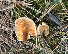 Imagem de Hygrophoropsis aurantiaca (Wulfen) Maire 1921