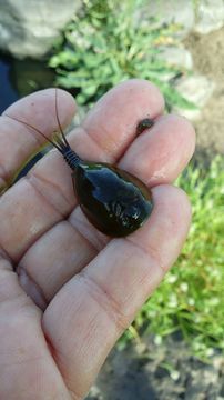Image of <i>Lepidurus <i>apus</i></i> apus