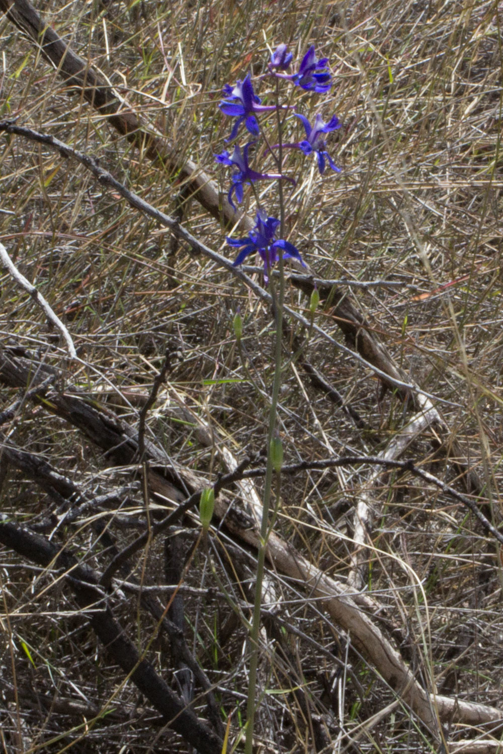 Image of <i>Delphinium scaposum</i>