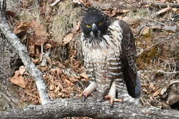 Nisaetus nipalensis Hodgson 1836 resmi