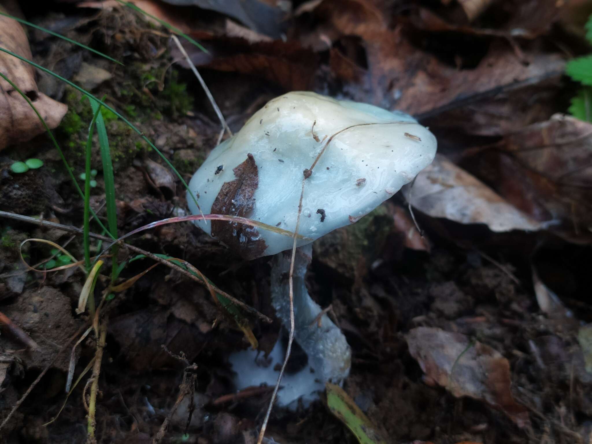 Image of Stropharia pseudocyanea (Desm.) Morgan 1908