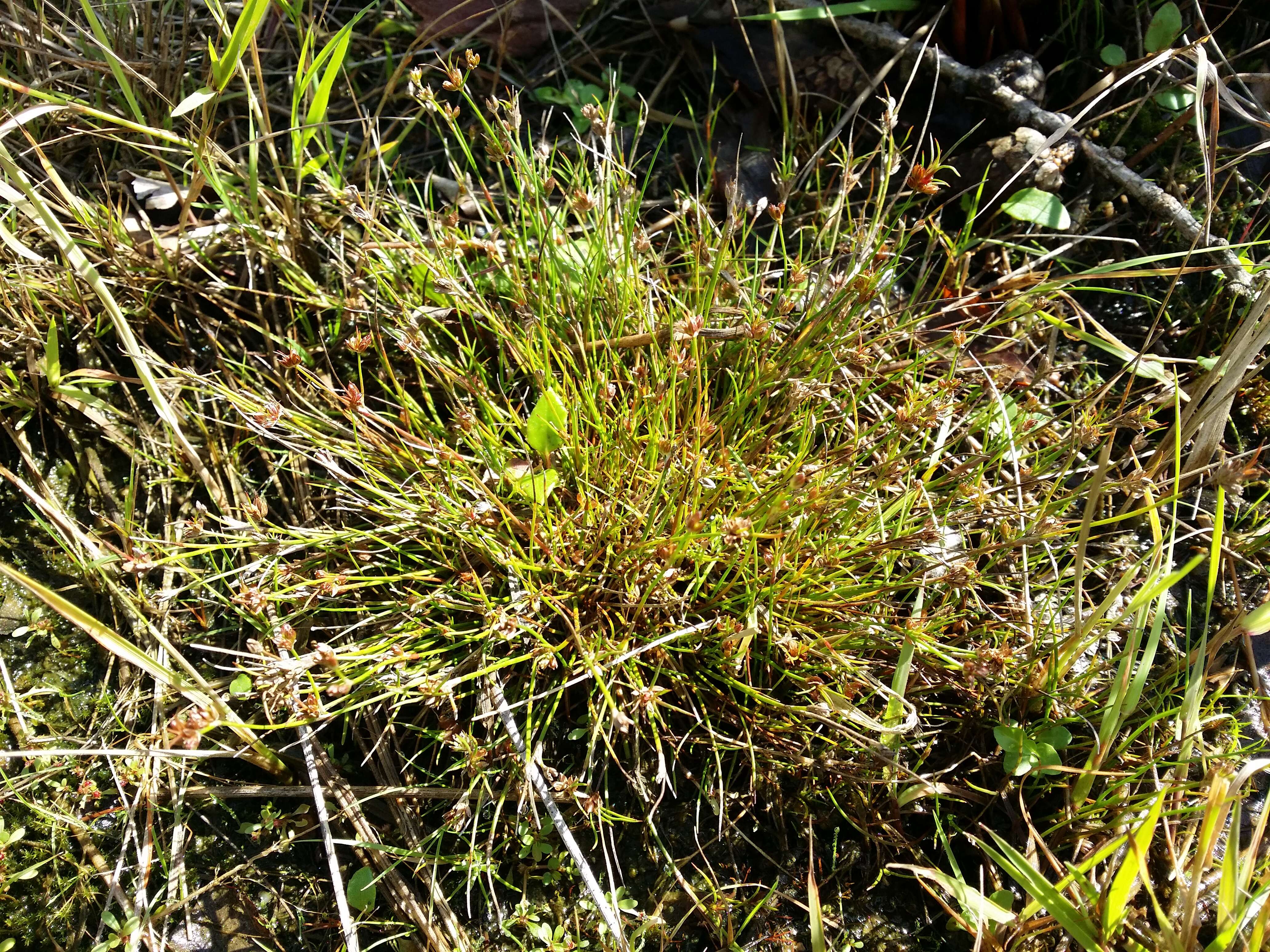 Juncus bulbosus L. resmi