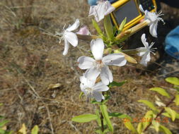 Image of <i>Saponaria officinalis</i>