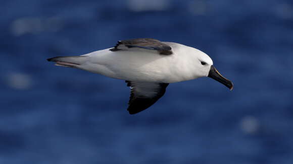 Image de Albatros de Carter