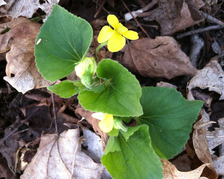 Image of <i>Viola <i>pubescens</i></i> pubescens