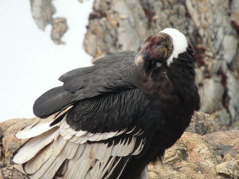 Image of Andean Condor
