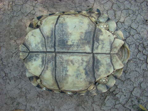 Image of Chilean Tortoise