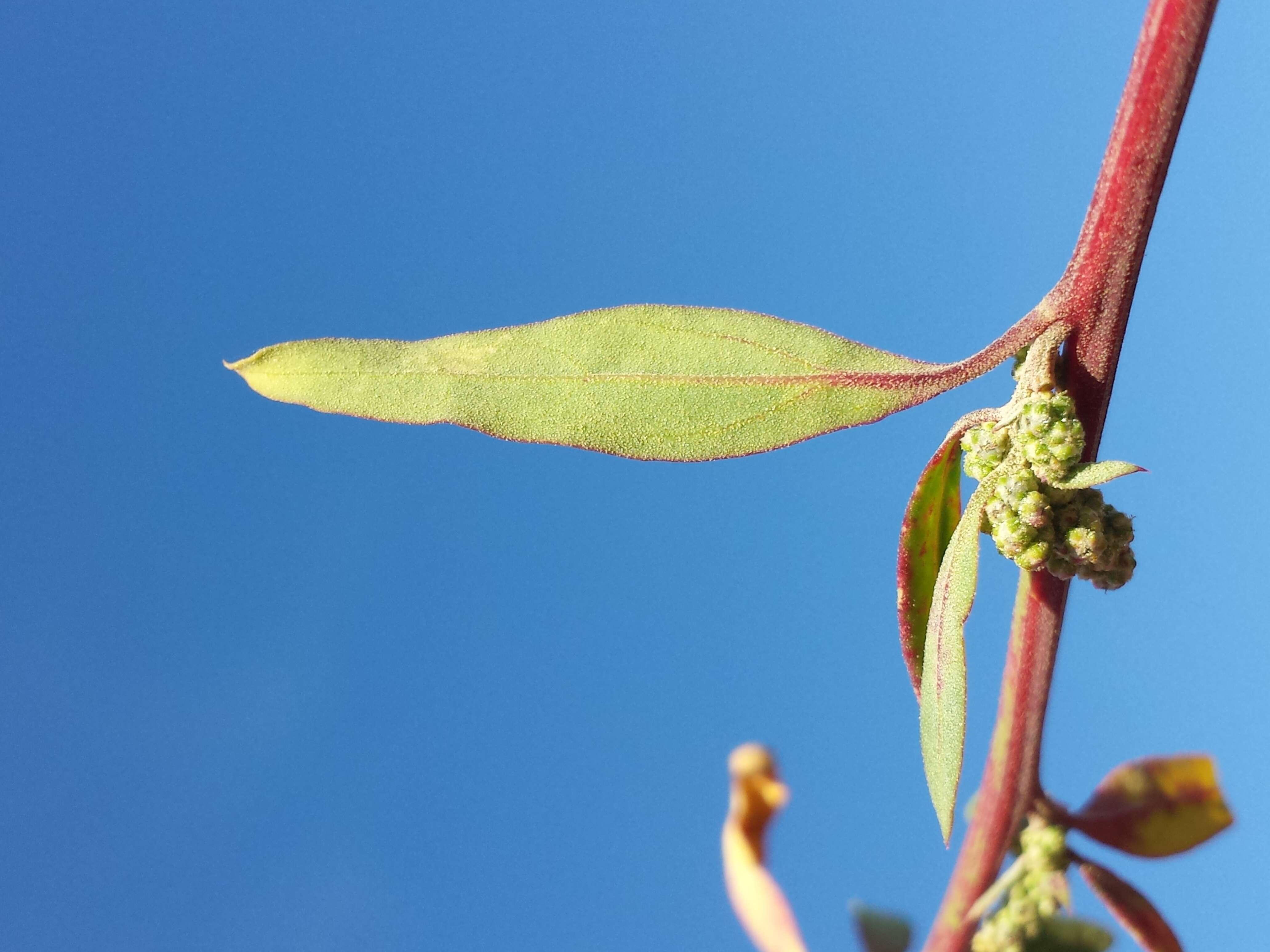 Plancia ëd Chenopodium strictum Roth