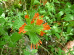 Image of harsh Indian paintbrush