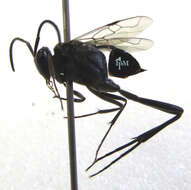 Image of ensign wasps