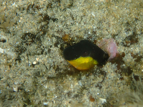 18.https www inaturalist org photos 3490349.580x360