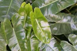 Philodendron burle-marxii G. M. Barroso的圖片