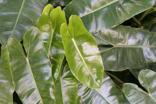 Image of Philodendron burle-marxii G. M. Barroso