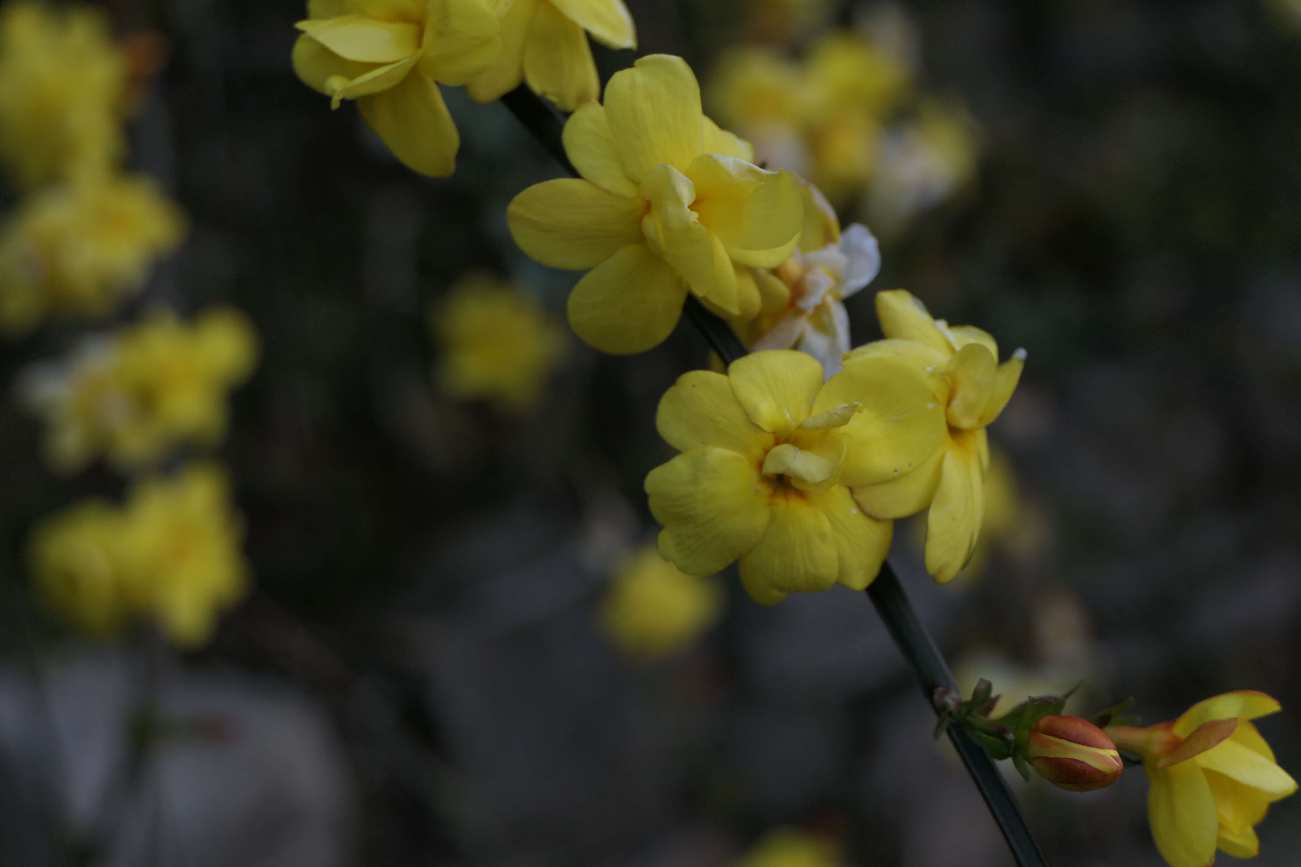 Image of Japanese jasmine