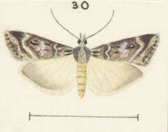 Image of Eudonia cyptastis Meyrick 1909