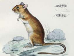 Image of Climbing Mice