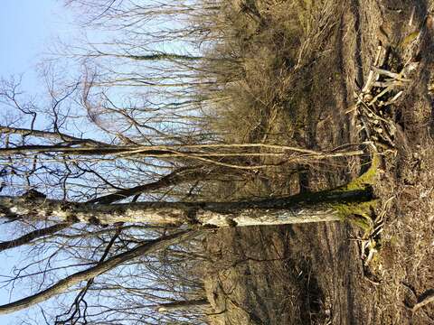 Image of Eurasian elm