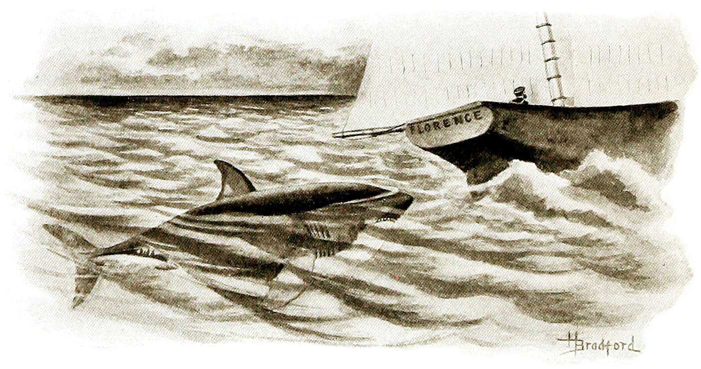 Image of Carcharodon