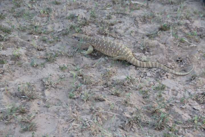 Image of Savannah Monitor