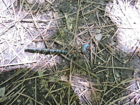 Image of Swamp Darner