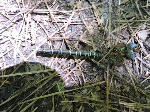 Image of Swamp Darner