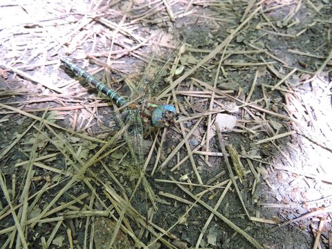 18.https www inaturalist org photos 3492781.580x360