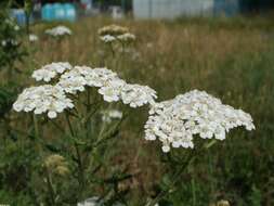 Image of Achillea collina J. Becker ex Rchb.