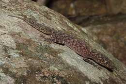 Image of geckos