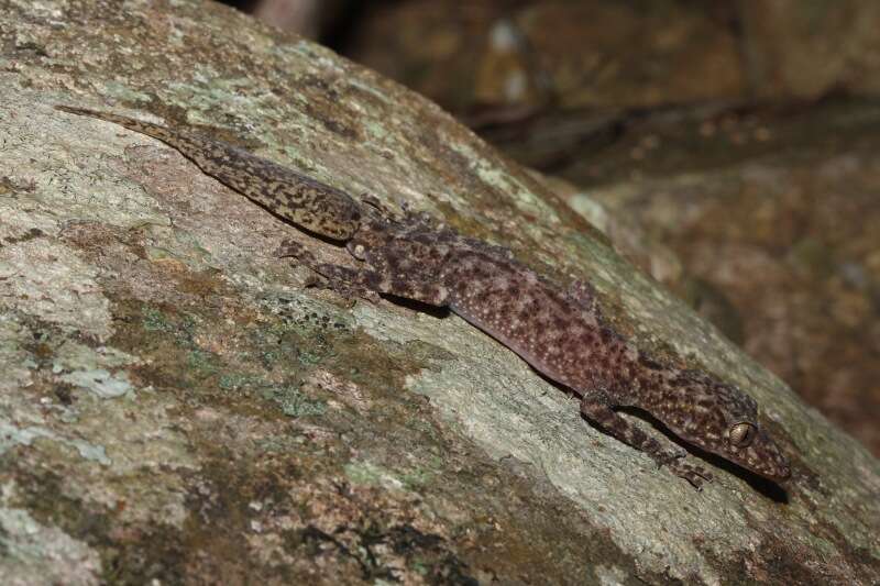 Image of geckos