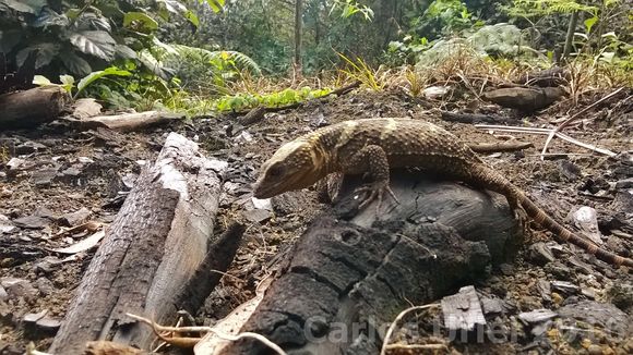Image of Knob-scaled lizard