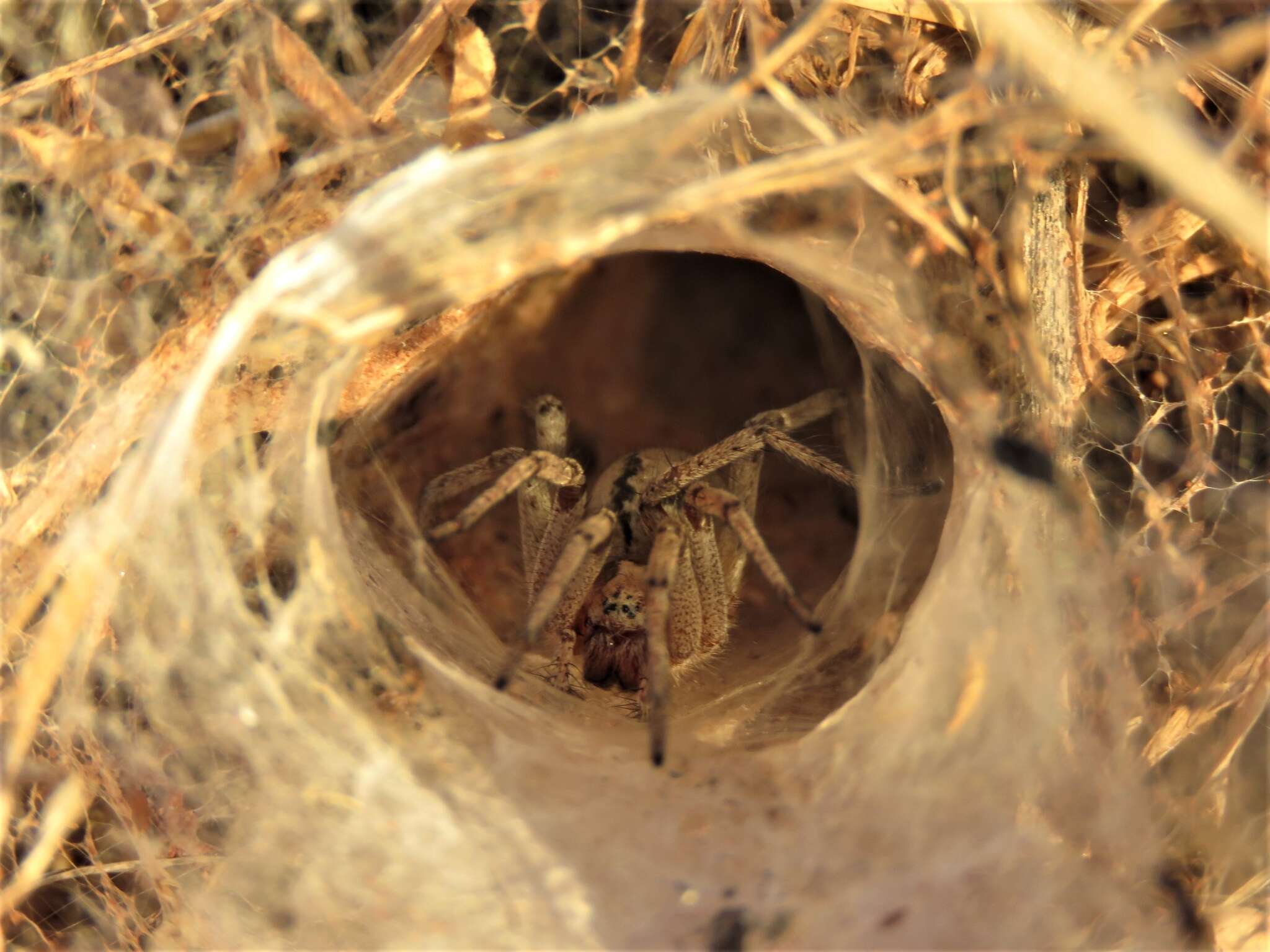 Image of Agelena labyrinthica (Clerck 1757)