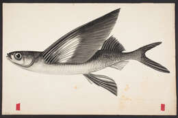 Image of Bennett's Flyingfish