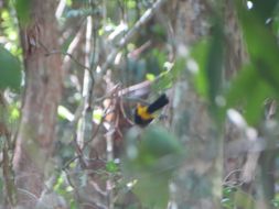 Image of Puerto Rican Oriole