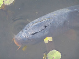 Image of <i>Cyprinus carpio haematopterus</i>
