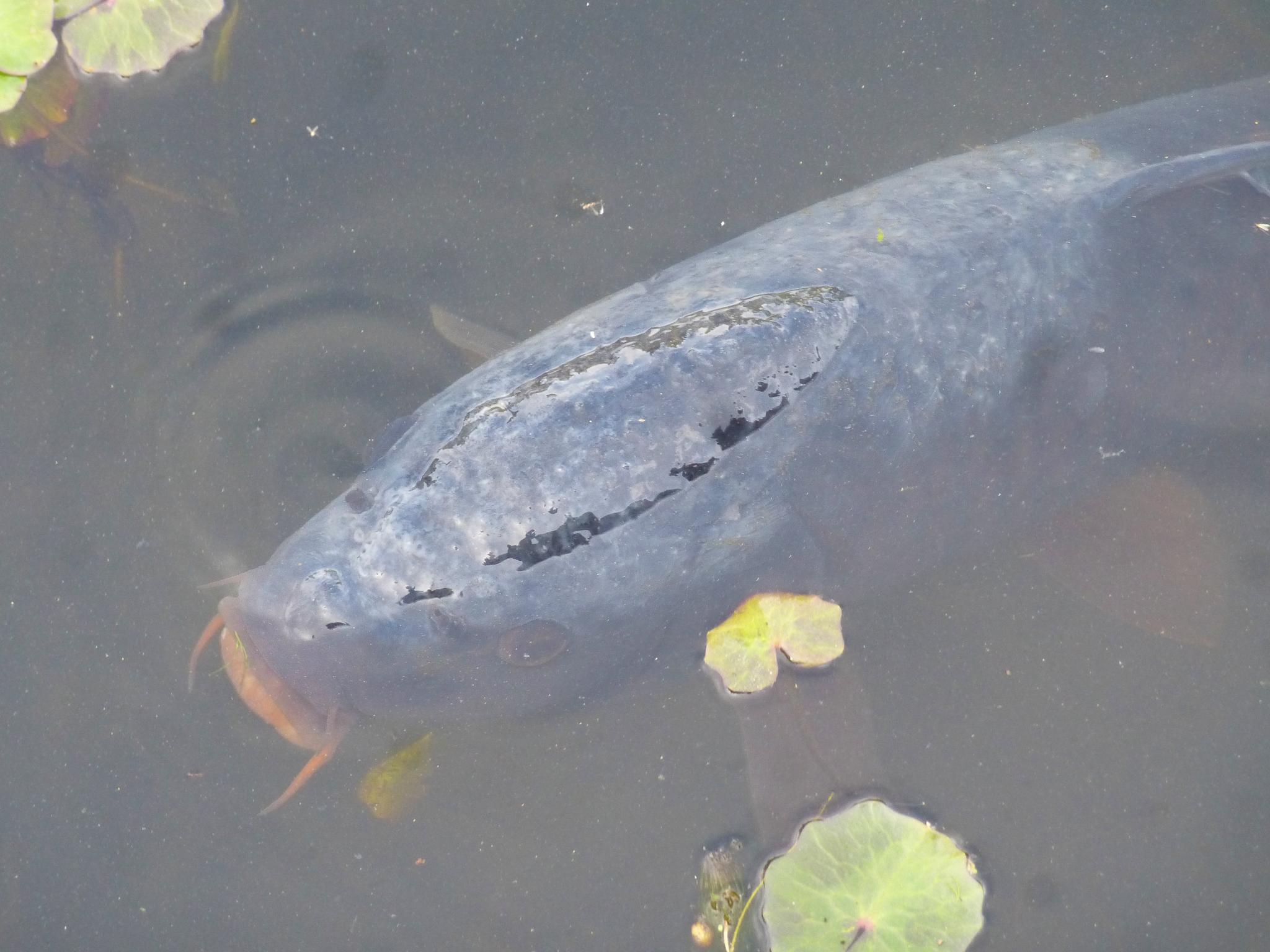 Image of <i>Cyprinus carpio haematopterus</i>