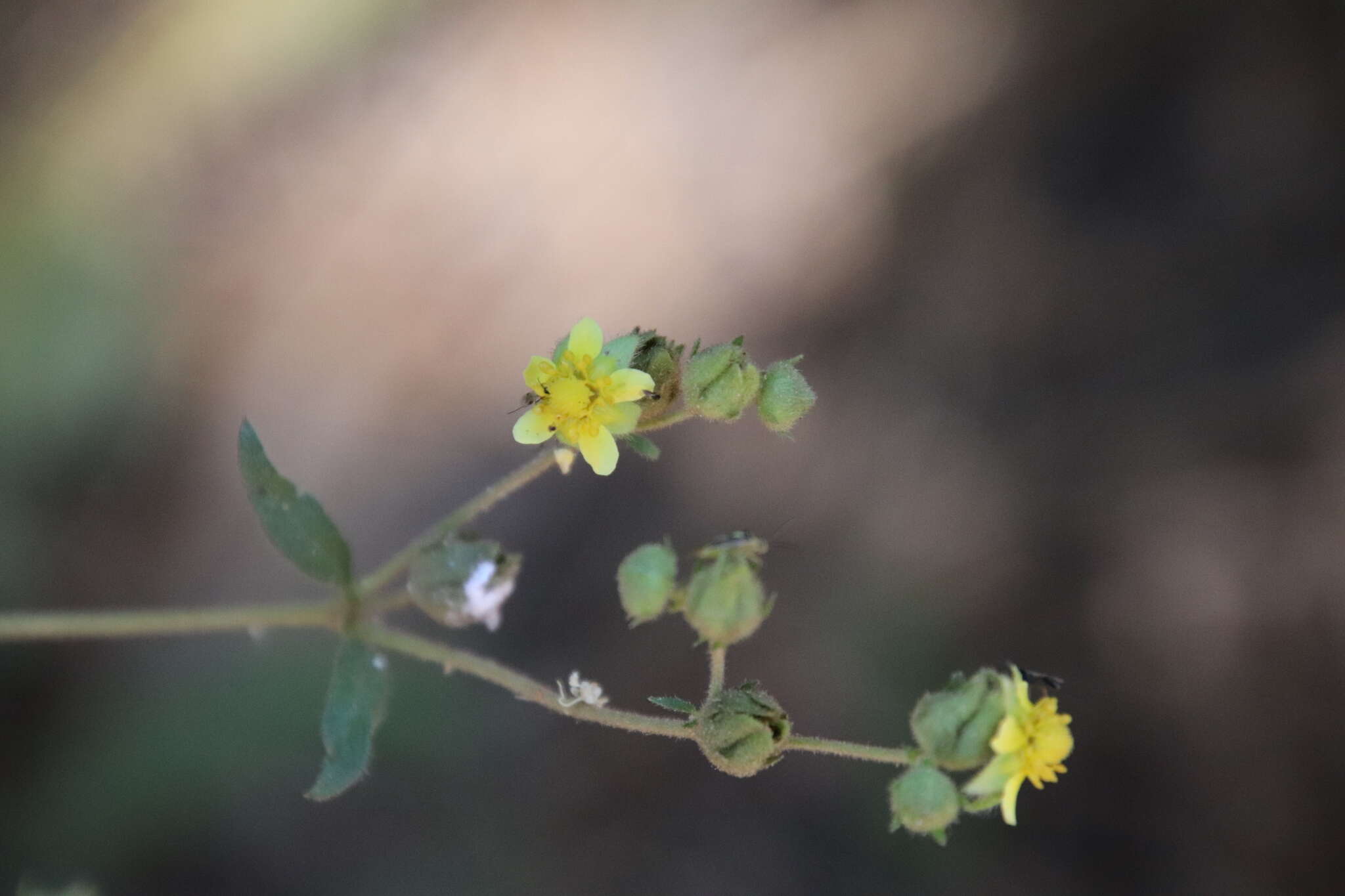 Image of Sticky Woodbeauty