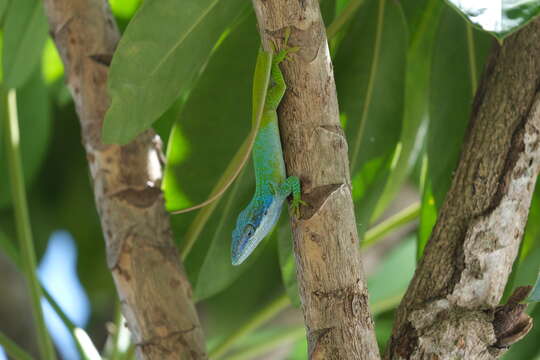 Image of Allison's Anole