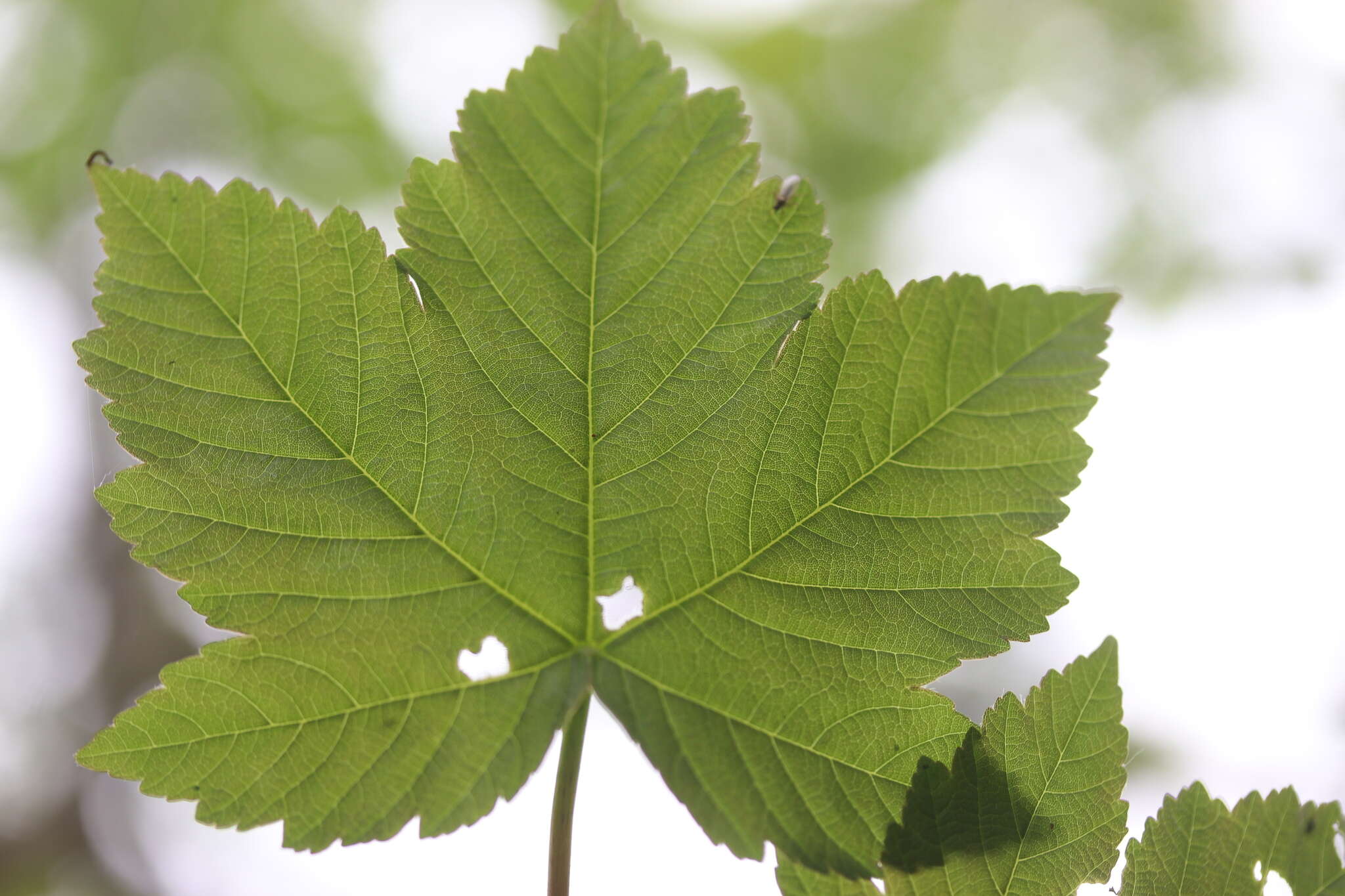 Imagem de Acer pseudoplatanus L.