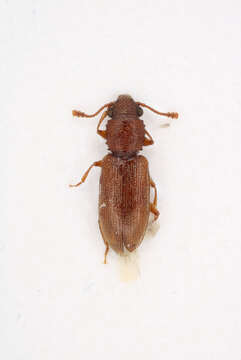 Image of silvanid flat bark beetles