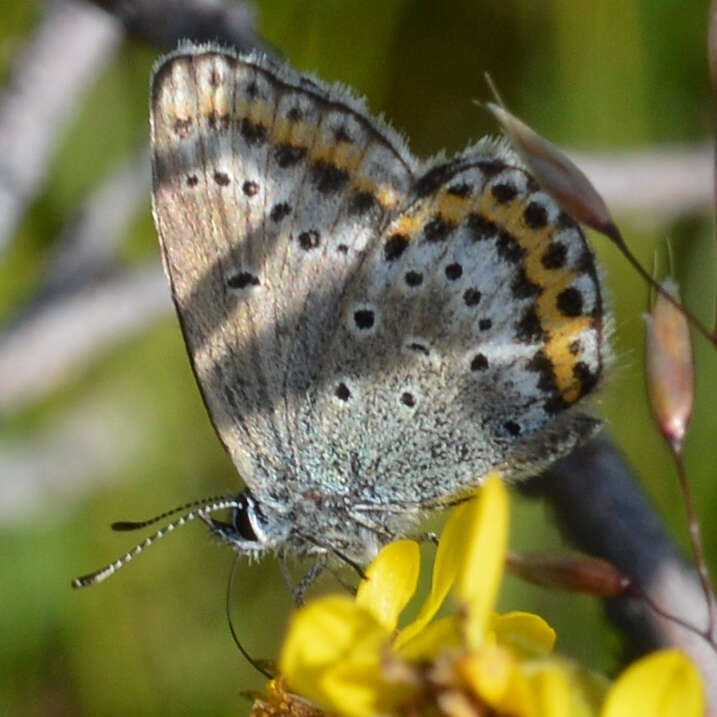 Image of Plebejus idas