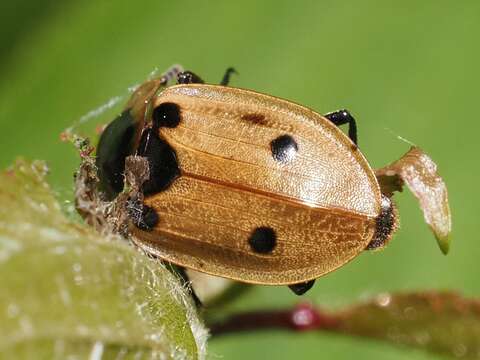 Dendroxena quadrimaculata (Scopoli 1771) resmi