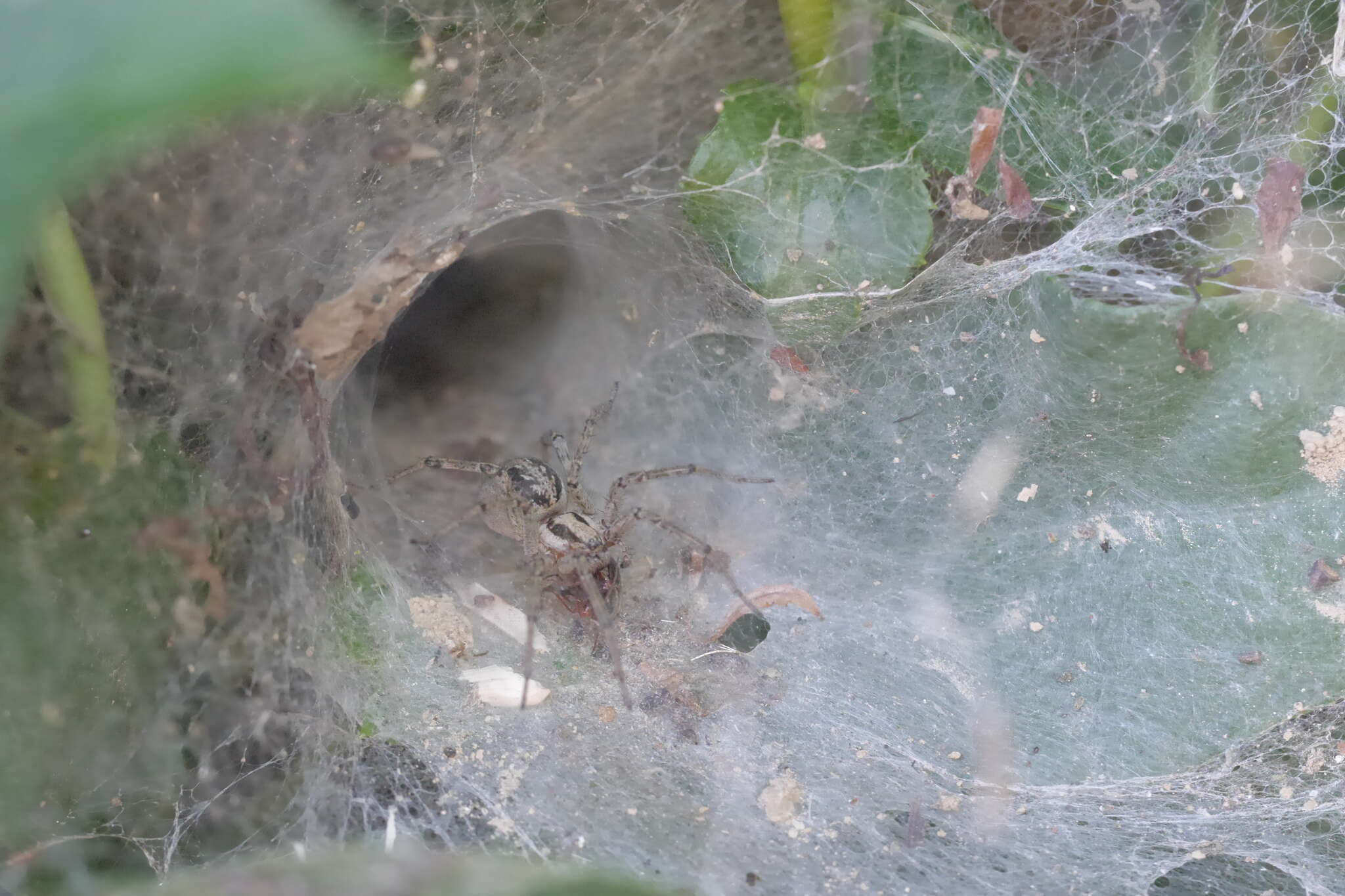 Image of Agelena labyrinthica (Clerck 1757)