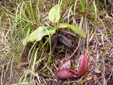 Image of Giant Malaysian Pitcher Plant