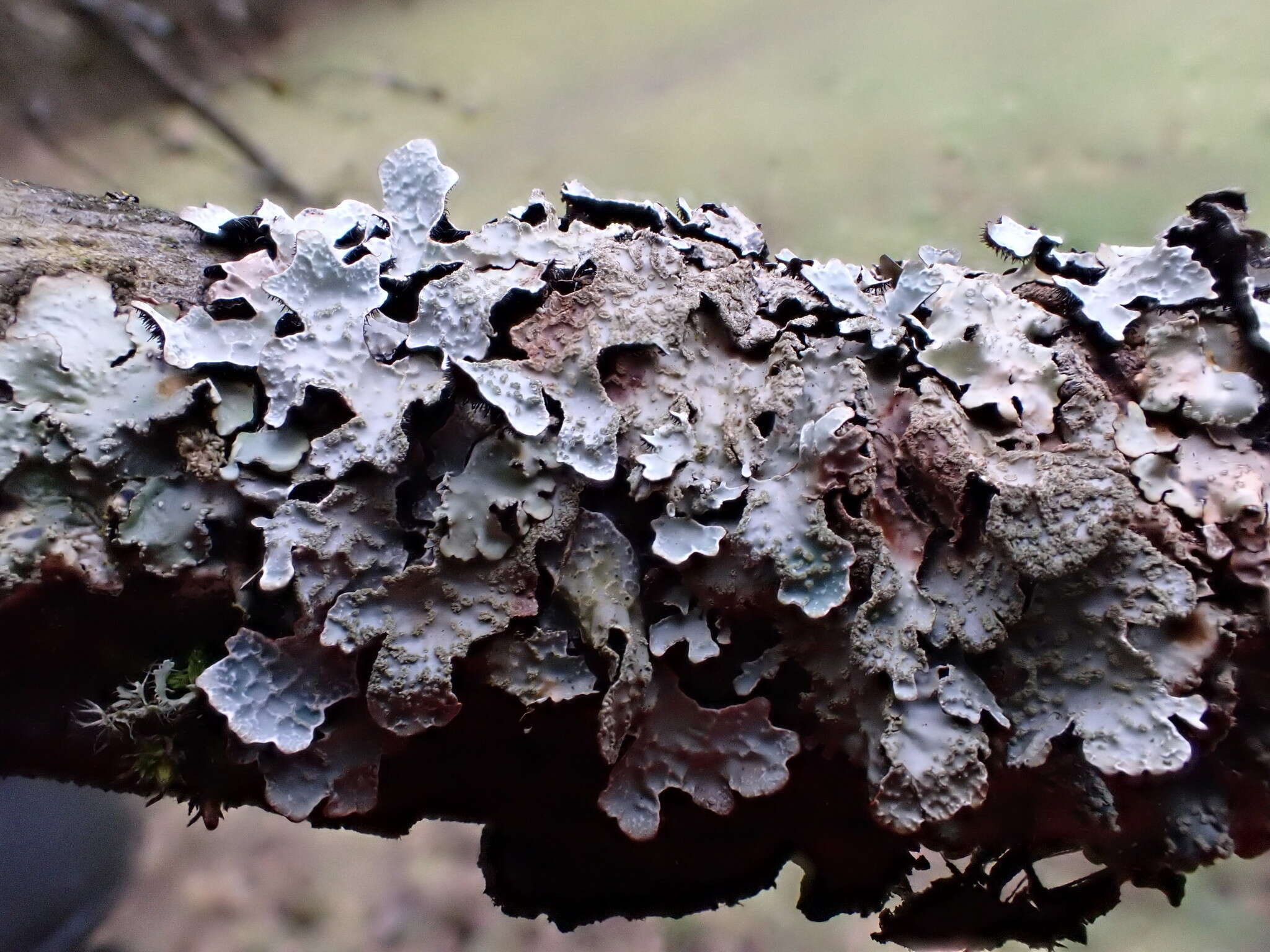 Image of Hammered shield lichen